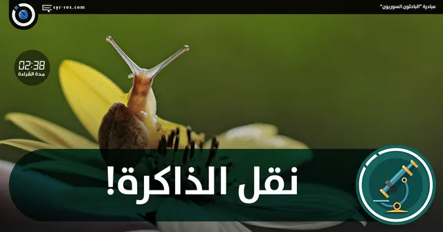 نقلُ الذَّاكرة